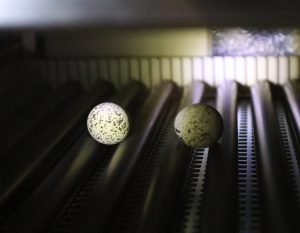Snowy Plover Eggs in Incubator