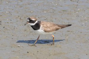 The male Common Ringed Plover showing the heavy black breast band.