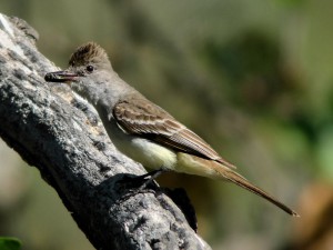 Ash-throated Flycatcher carrying food