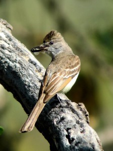 Ash-throated Flycatcher with prey