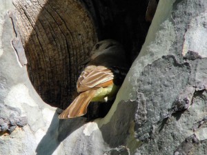 Ash-throated Flycatcher at nest cavity