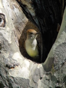 Ash-throated Flycatcher emerging from the nest hole