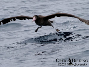 Short-tailed Albatross on takeoff