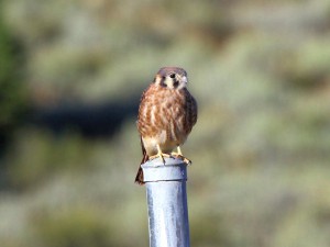 An American Kestral hunting in a meadow near Lake Davis