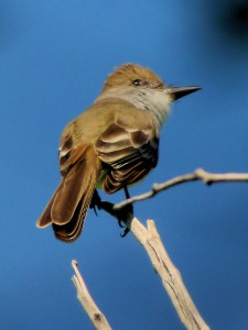 Brown-crested Flycatcher hunting at Big Morongo