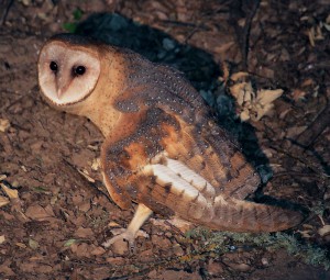 Barn Owl