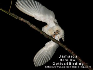 Barn Owl