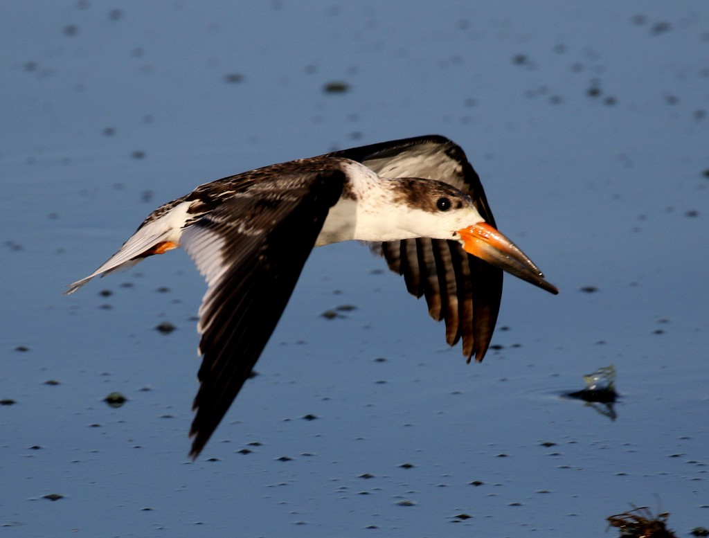 The Black Skimmer - Optics4Birding Nature Blog