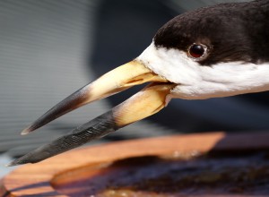 Side view of taxidermy specimen bill