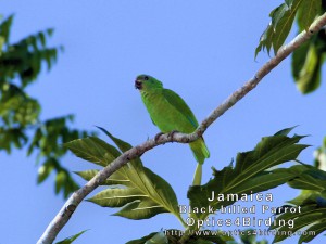 Black-billed Parrot