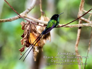 Black-billed Streamertail