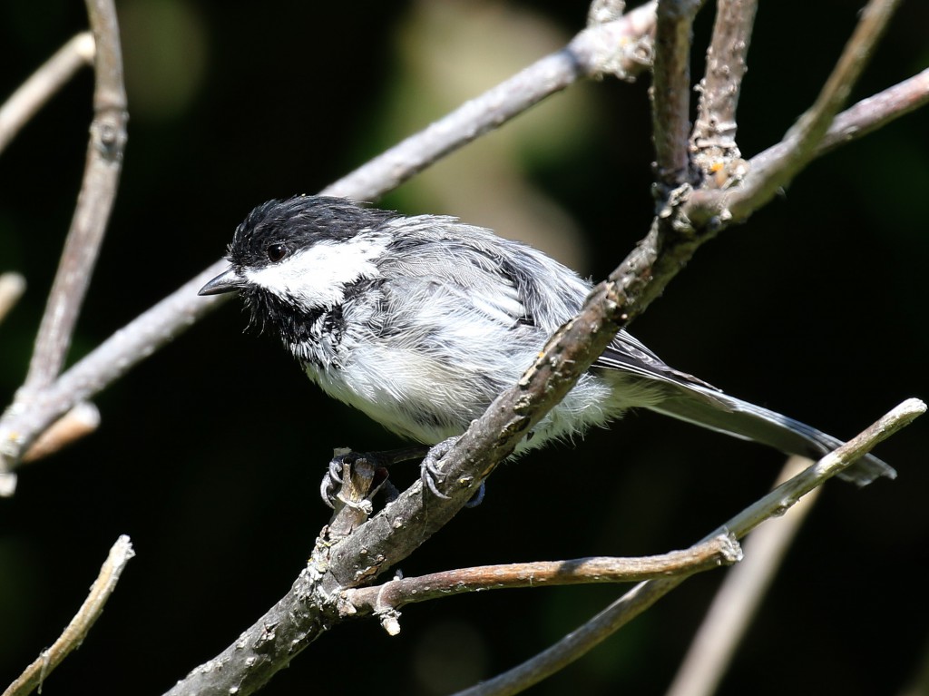 Recognizing The Seven Chickadee Species of North America