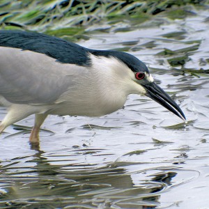 Black-crowned-night-heron-lg