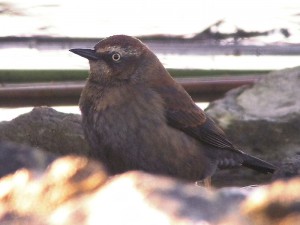 Blackbird-Rusty-2011-11-26-042