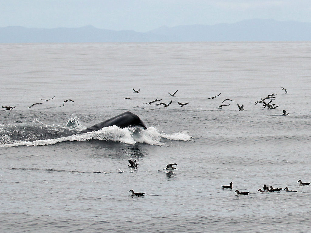 Blue Whale lunge-feeding 2