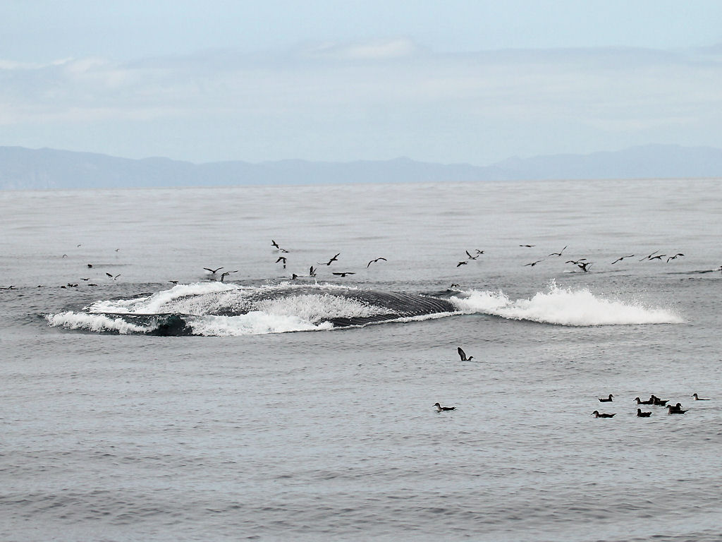 Blue Whale lunge-feeding 3