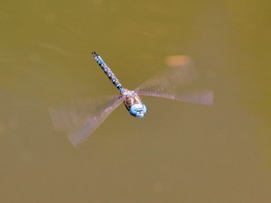 Blue-eyed Darner in flight