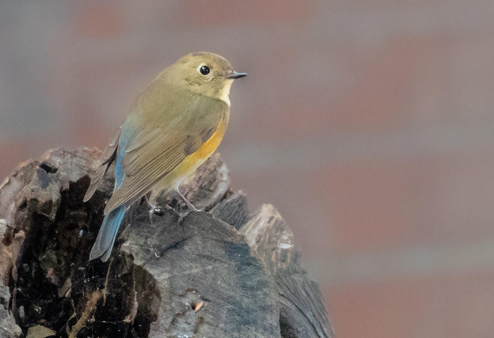 Red-flanked Bluetail