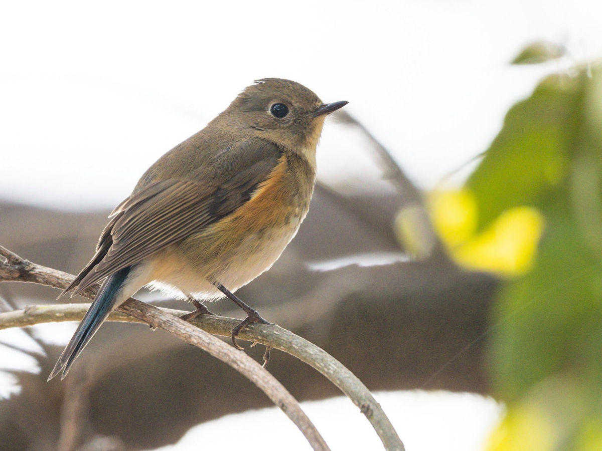 Red-flanked Bluetail (Tarsiger cyanurus) - BirdID's Bird Guide