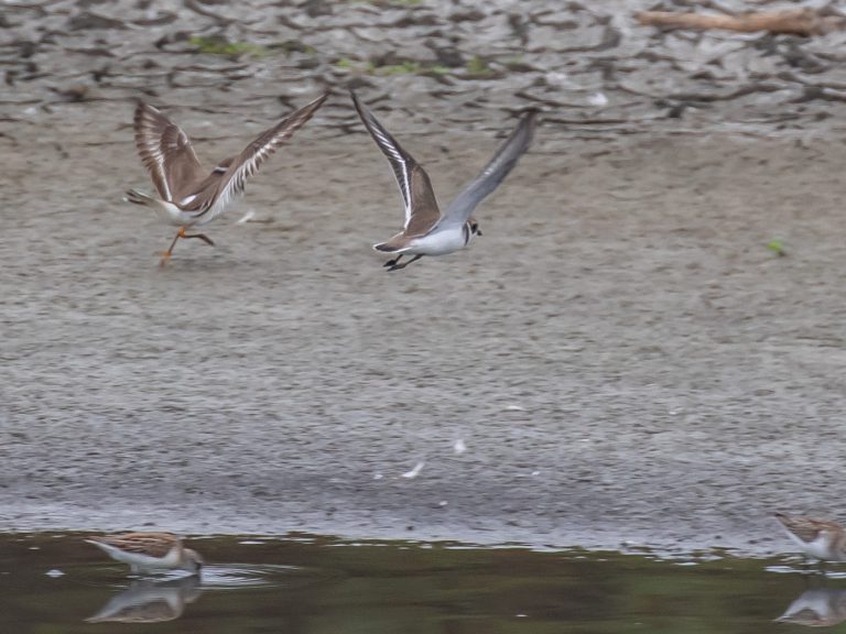 a-common-ringed-plover-in-orange-county-california