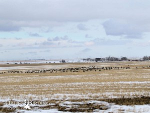 View looking East - Winter Birds of Calgary