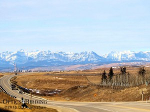 View Looking West - Winter Birds of Calgary