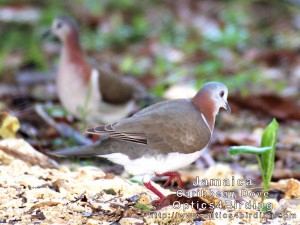 Caribbean Dove