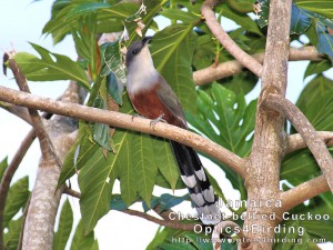 Chestnut-bellied Cuckoo