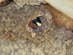 Cliff Swallows nest with adult peering out