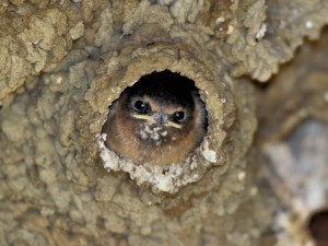 Cliff Swallows nest with juvenile peering out