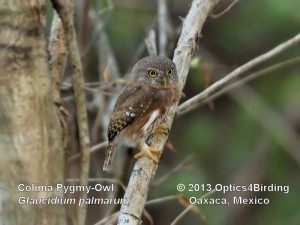 Colima Pygmy-Owl