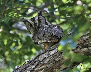 Eastern Screech-Owl in Texas