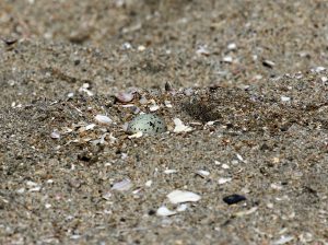 Snowy Plover Nest at Huntington State Beach