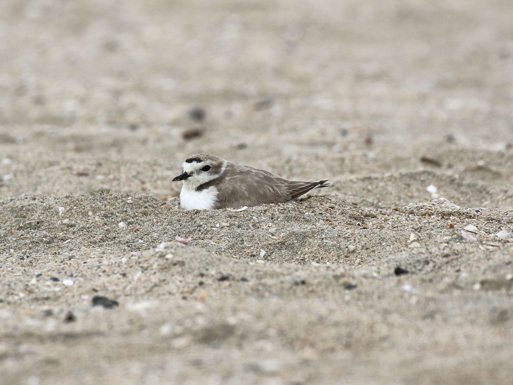 Eureka - A Snowy Plover Story - Optics4Birding Nature Blog