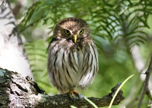 Ferruginous Pygmy-Owl in Texas