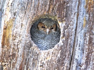 Knowing where to look in a spotting scope the young Flammulated Owl was very clear