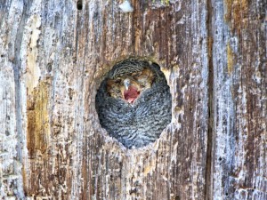 Yawning, the young Flammulated Owl slowly got tired watching us watch him