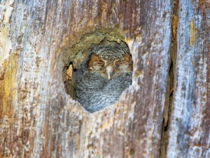 As the cute young Owl closed his eyes you could see him struggle to try to stay awake.