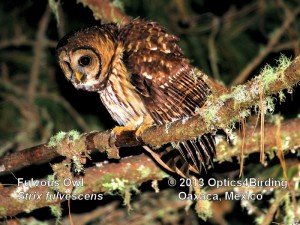 Fulvous Owl