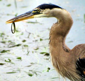 Great Blue Heron swallowing a small eel