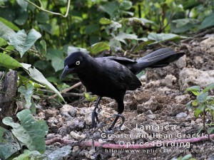 Greater Antillean Grackle