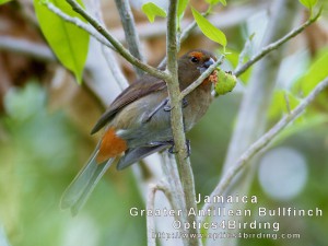 Female Greater Antillean Bullfinch