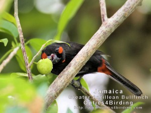 Male Greater Antillean Bullfinch