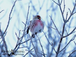 Hoary Redpoll - Winter Birds of Calgary