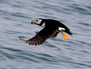 A Horned Puffin getting airborne, Kachemak Bay, Alaska