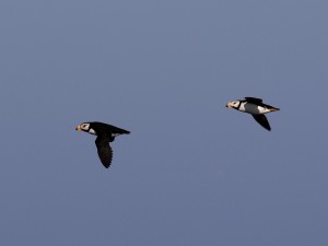 Two Horned Puffins in flight over Cook Inlet, Alaska