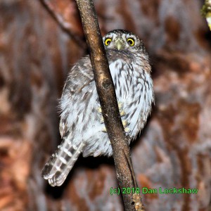 Northern Pygmy Owl in Yosemite