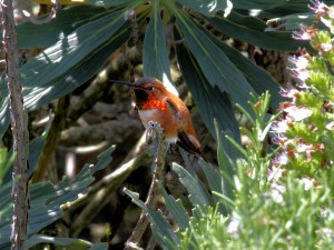 Rufous Hummingbird