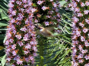 Calliope Hummingbird