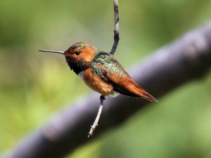 Allen's Hummingbird